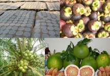 Tour Du Lịch Bến Tre - Cái Mơn - Chợ Lách - Vinh Sang- Cần Thơ 4 Ngày 3 Đêm